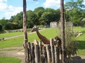 Nutzerbilder Marché Patakan (im Zoo Leipzig)