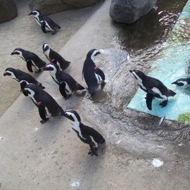 Pinguine...