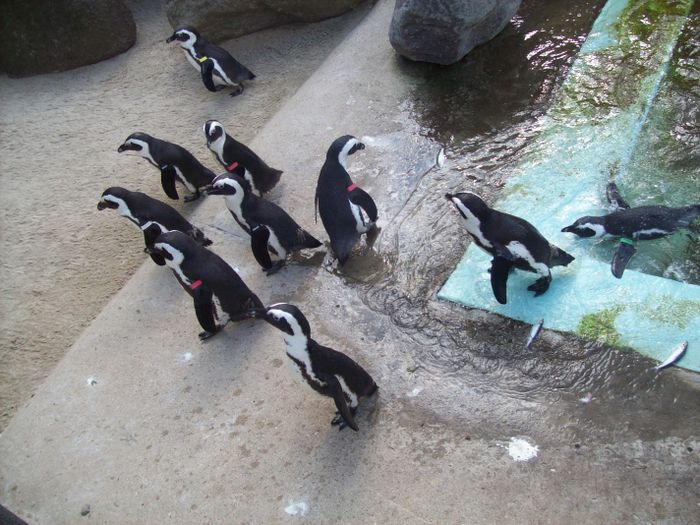 Nutzerbilder Marché Patakan (im Zoo Leipzig)