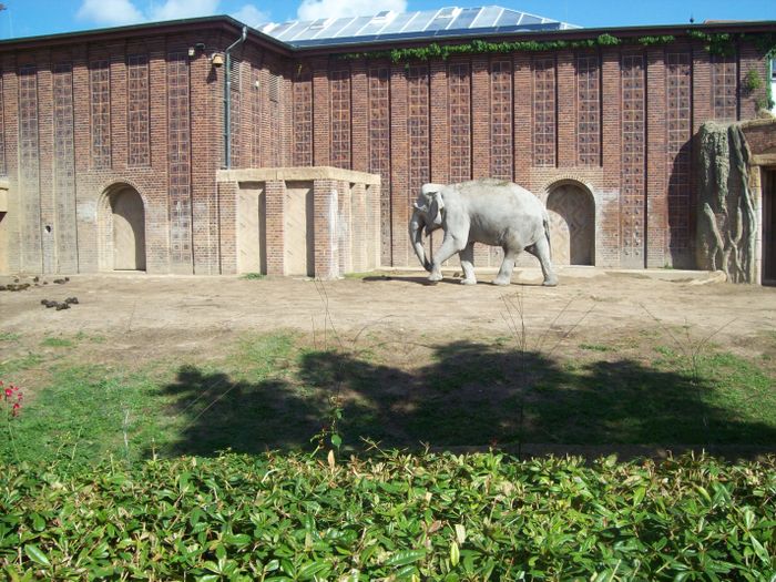 Nutzerbilder Marché Patakan (im Zoo Leipzig)