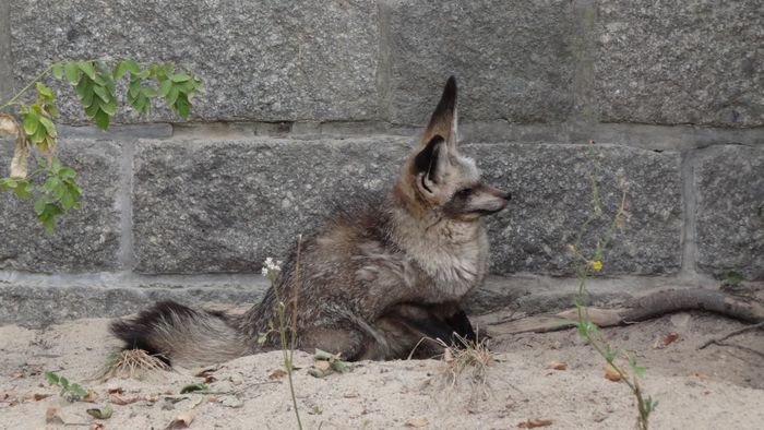 Nutzerbilder Zoologischer Garten Halle GmbH Zentrale