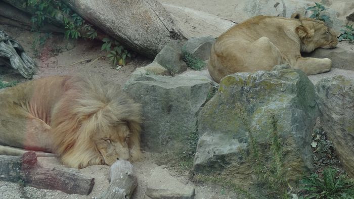 Nutzerbilder Zoologischer Garten Halle GmbH Zentrale