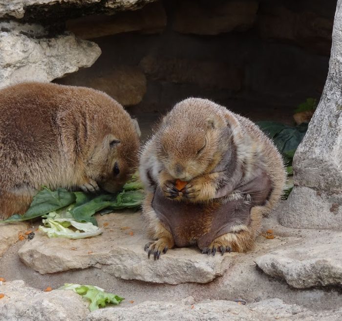 Nutzerbilder Zoologischer Garten Halle GmbH Zentrale