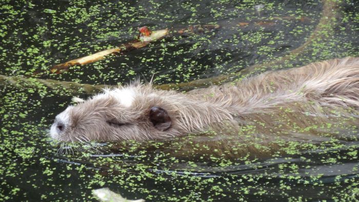 Nutzerbilder Zoologischer Garten Halle GmbH Zentrale