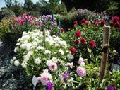 Nutzerbilder Botanischer Garten München-Nymphenburg