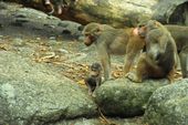 Nutzerbilder Münchener Tierpark Hellabrunn