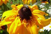 Nutzerbilder Botanischer Garten München-Nymphenburg