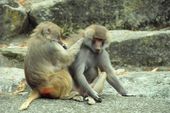 Nutzerbilder Münchener Tierpark Hellabrunn