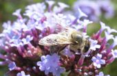 Nutzerbilder Botanischer Garten München-Nymphenburg