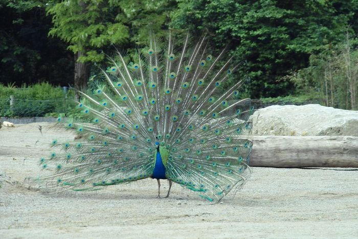 Nutzerbilder Münchener Tierpark Hellabrunn