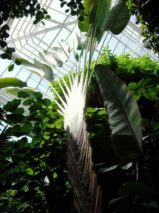 Nutzerbilder Botanischer Garten München-Nymphenburg