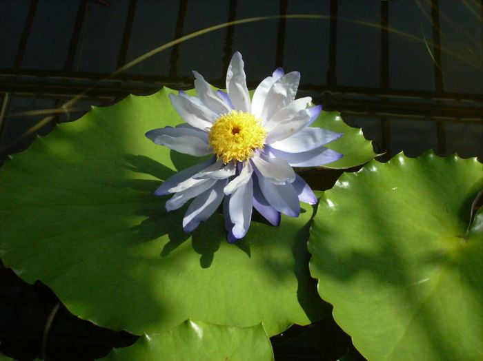 Nutzerbilder Botanischer Garten München-Nymphenburg