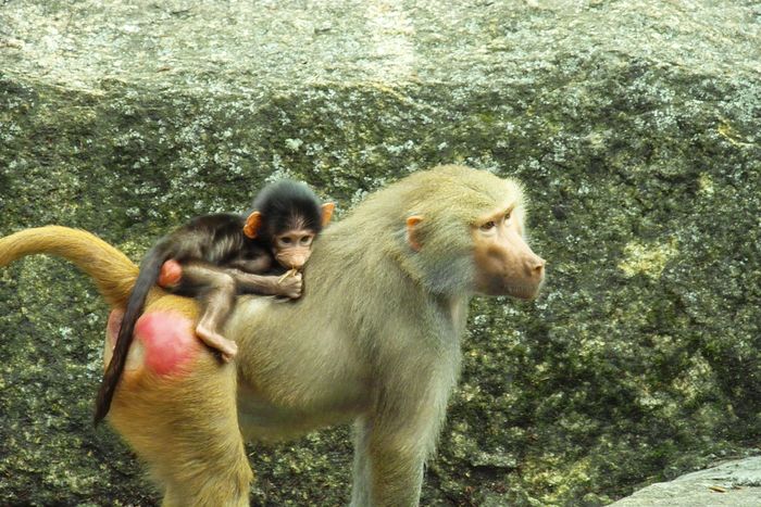 Nutzerbilder Münchener Tierpark Hellabrunn