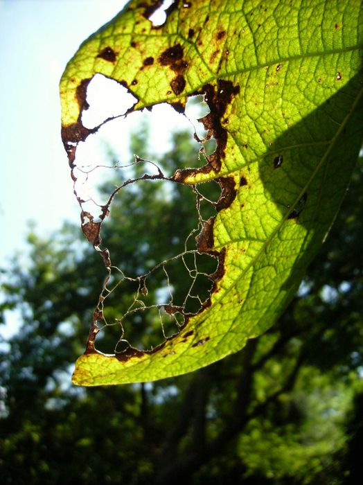 Nutzerbilder Botanischer Garten München-Nymphenburg