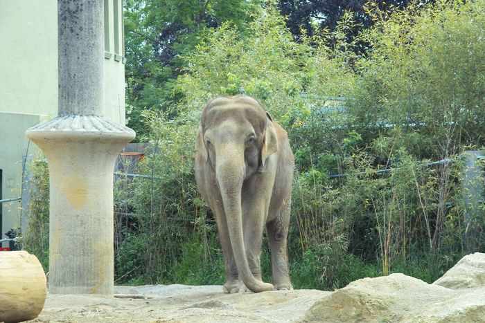 Nutzerbilder Münchener Tierpark Hellabrunn