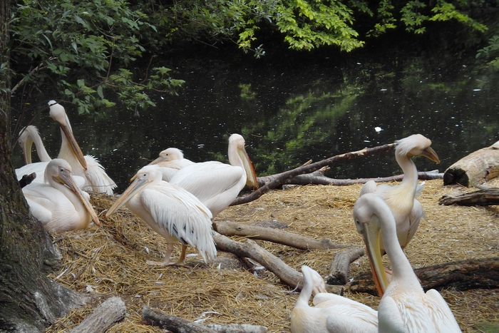 Nutzerbilder Münchener Tierpark Hellabrunn