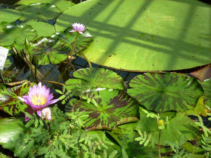 Nutzerbilder Botanischer Garten München-Nymphenburg