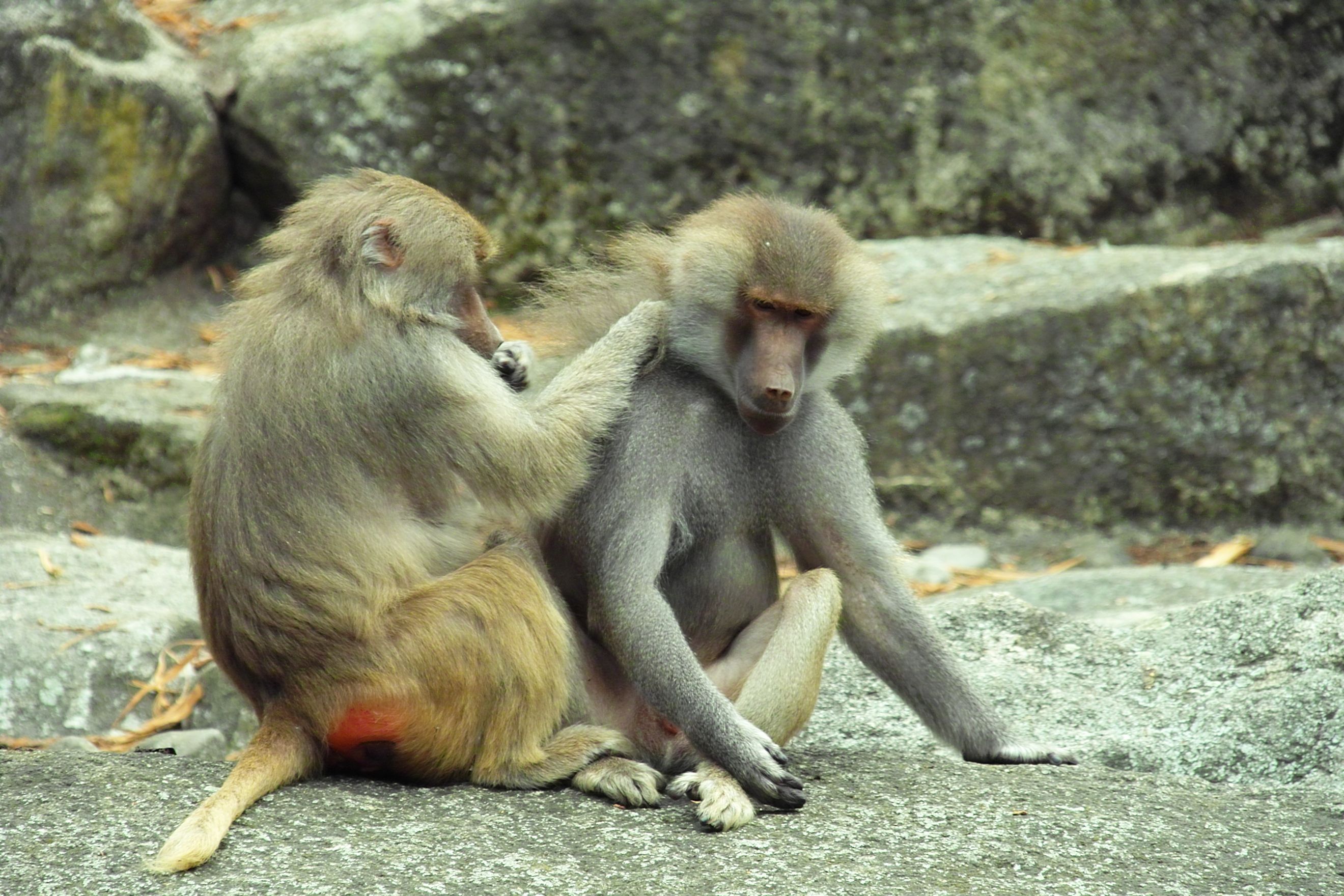 Bild 78 Münchner Tierparkschule Hellabrunn in München