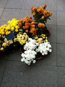 Nutzerbilder Chemnitzer Blumenring Einzelhandelsgesellschaft mbH