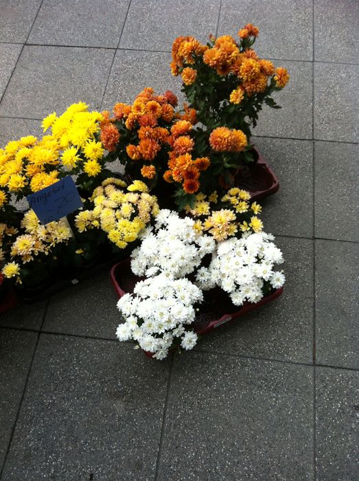Chemnitzer Blumenring Einzelhandelsgesellschaft mbH