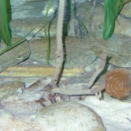 SEA LIFE Oberhausen in Oberhausen