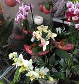 Nutzerbilder Blumen und Geschenke Regine Karl