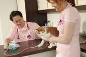Nutzerbilder Streicher Michael Tierärztliche Praxis für Katzen
