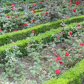 der versprochene Rosengarten