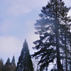 Nach Sturm &apos;Friederike&apos;: der Patenbaum, 2v.r. ist unversehrt