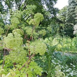 Heilkräutergarten