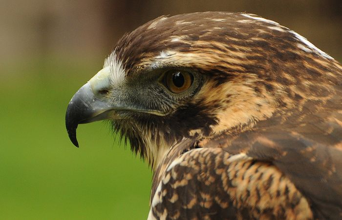 Nutzerbilder Greifvogelstation & Wildfreigehege Hellenthal