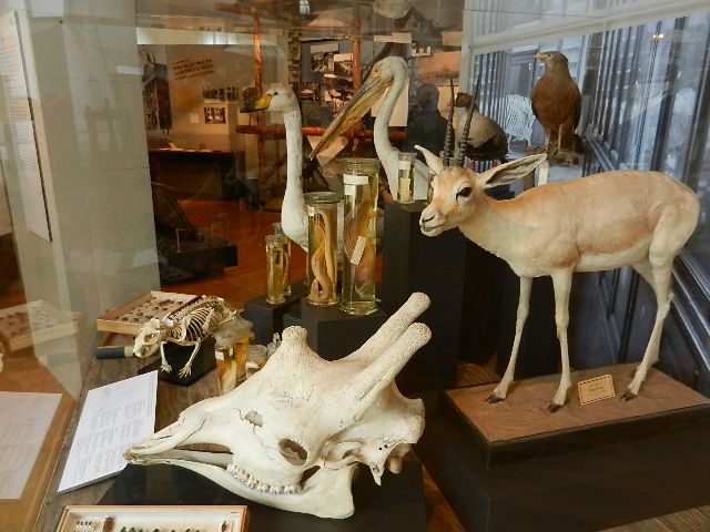Nutzerbilder Zoologisches Forschungsmuseum Alexander Koenig