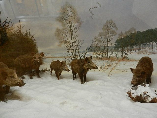 Nutzerbilder Zoologisches Forschungsmuseum Alexander Koenig
