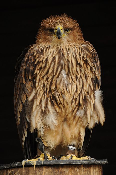 Nutzerbilder Greifvogelstation & Wildfreigehege Hellenthal