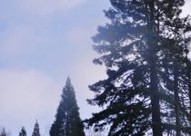 Bild zu Sequoiafarm e.V.