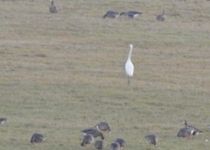 Bild zu Naturschutzgebiet Leinepolder