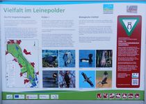 Bild zu Naturschutzgebiet Leinepolder