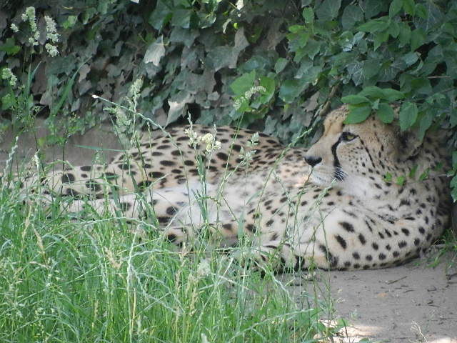 Gepard, chillig