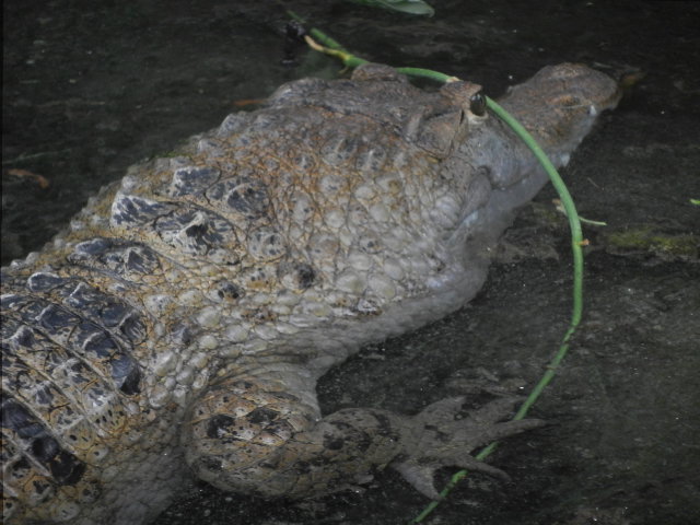 Philippinen - Krokodil