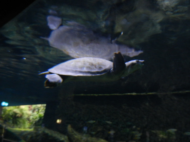 Unterwasserschildkröte