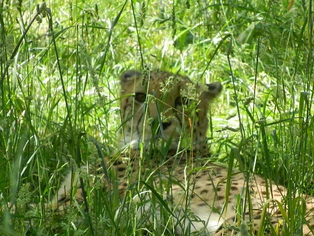 Gepard, aufmerksam