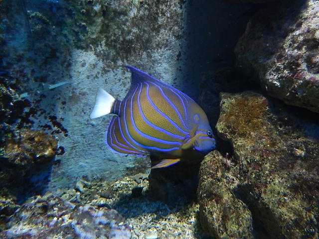 schöner Unterwasserfisch