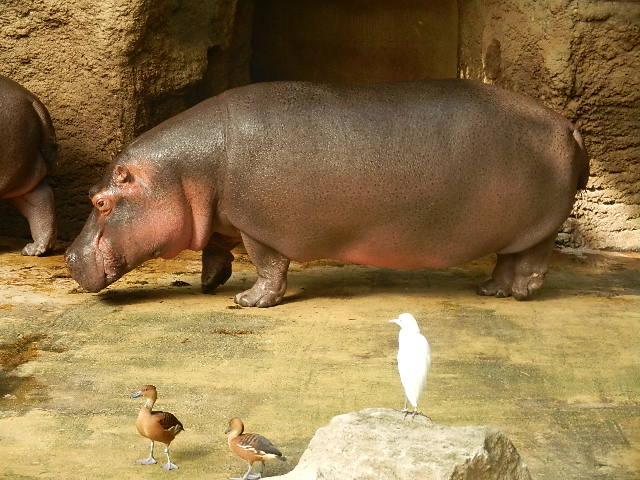 Hippo kompakt