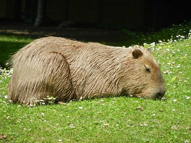 Capybara, chillig