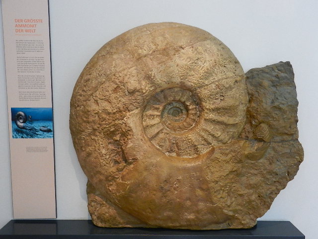 Riesen-Ammonit