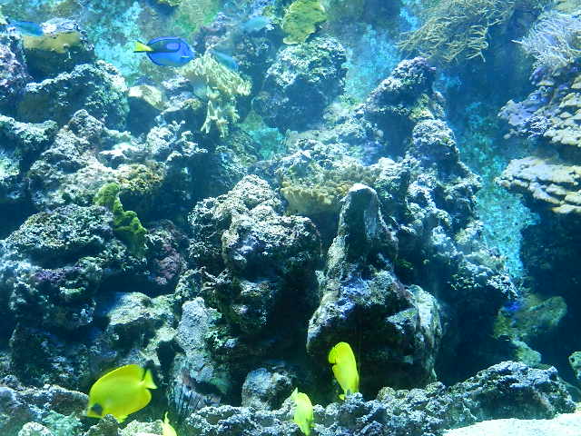 Unterwassergegend