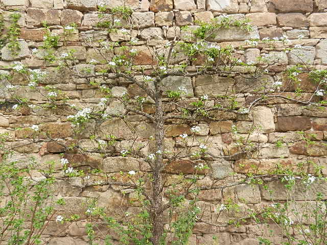 Bewuchs an der Klostermauer