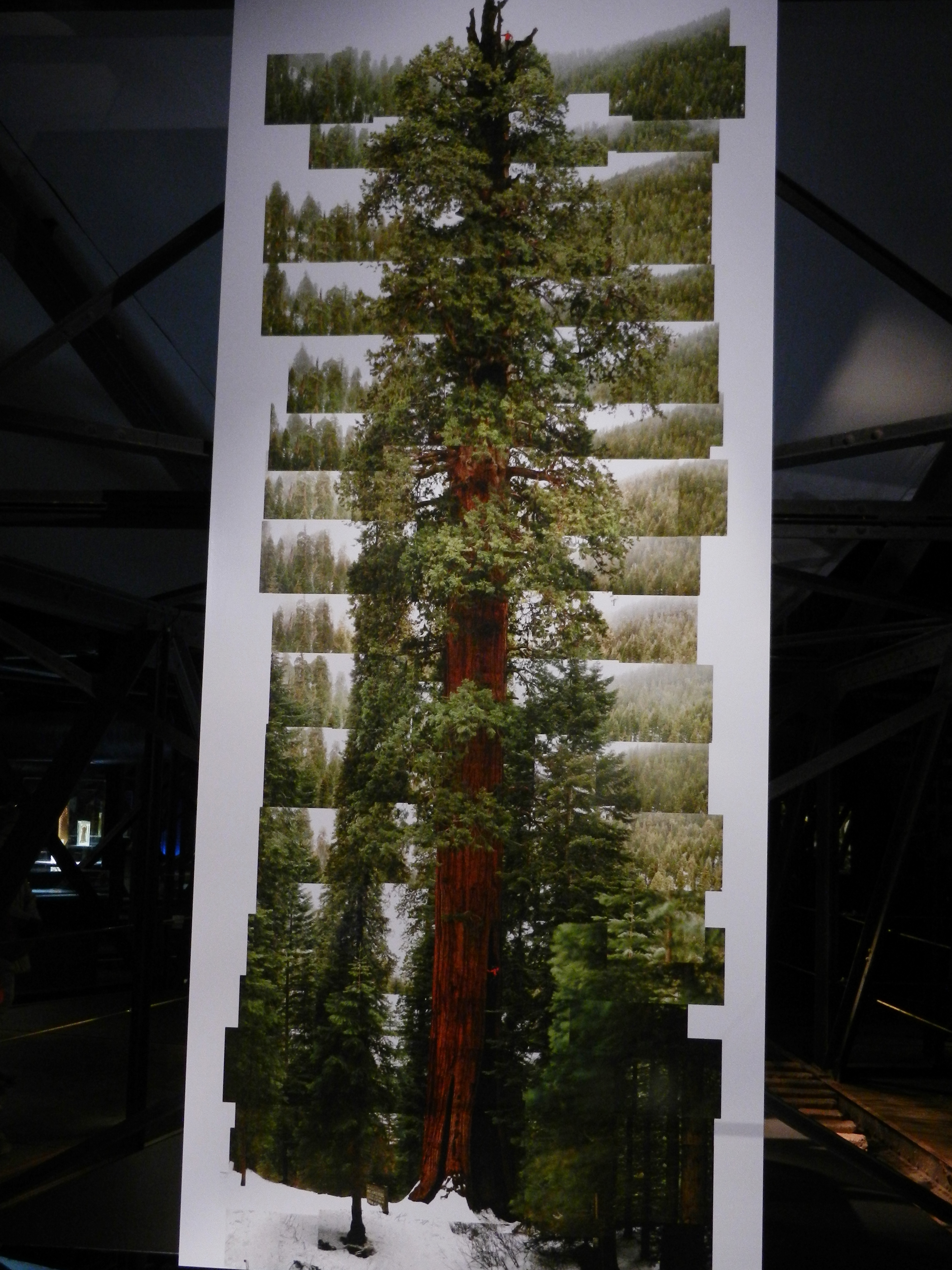 Sequoia giganteum