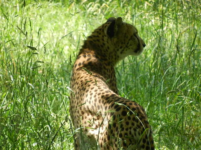 Gepard, schönes Tier