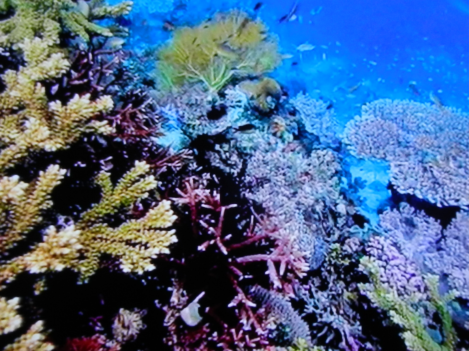 Korallenmeer